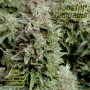 Auto Jack Herer Feminised